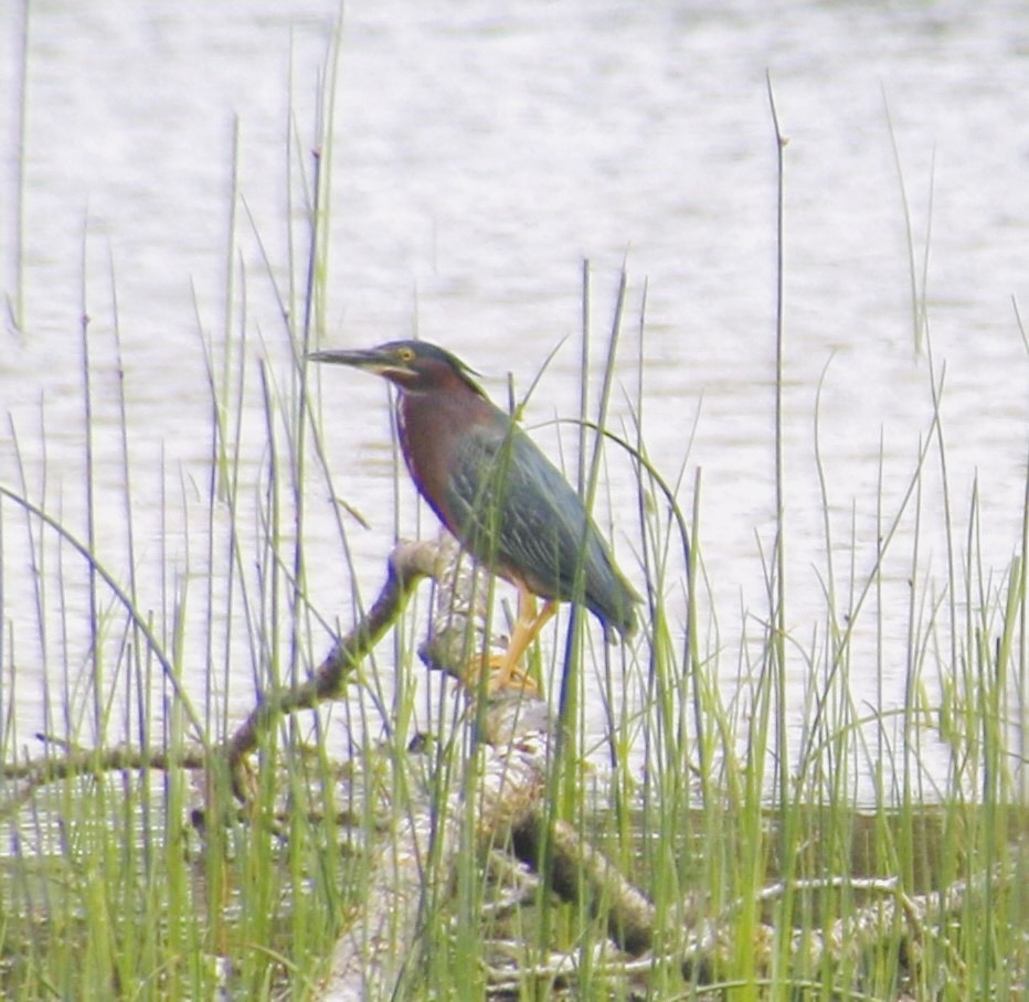 Green Heron - ML620510595