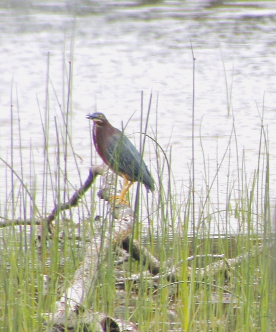 Green Heron - ML620510596