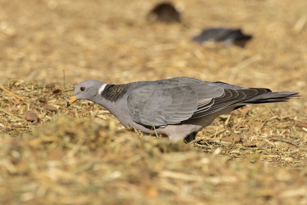 Band-tailed Pigeon - marlin harms
