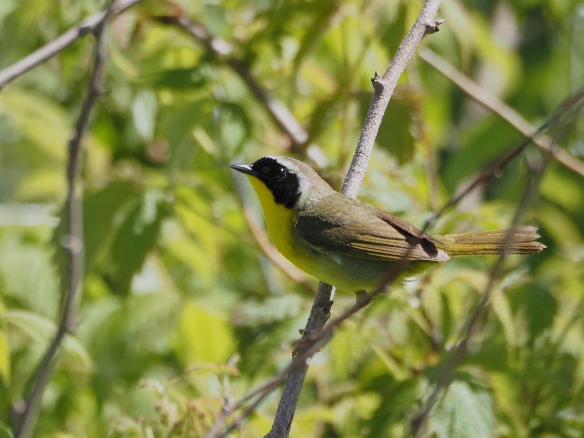 Common Yellowthroat - ML620510598