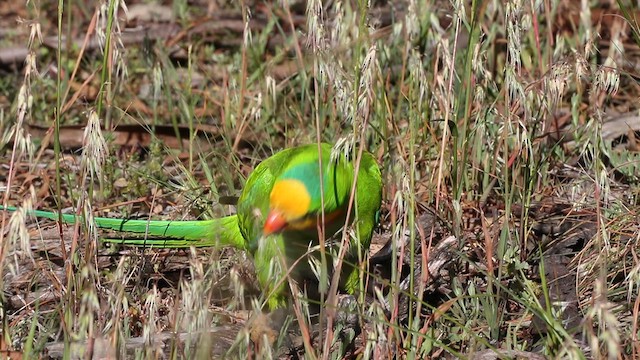 Superb Parrot - ML620510599