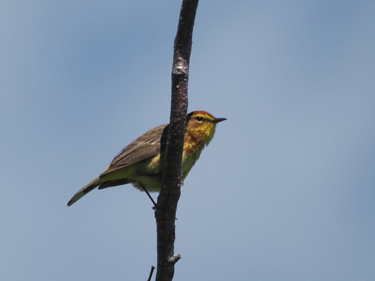 Palm Warbler - ML620510603