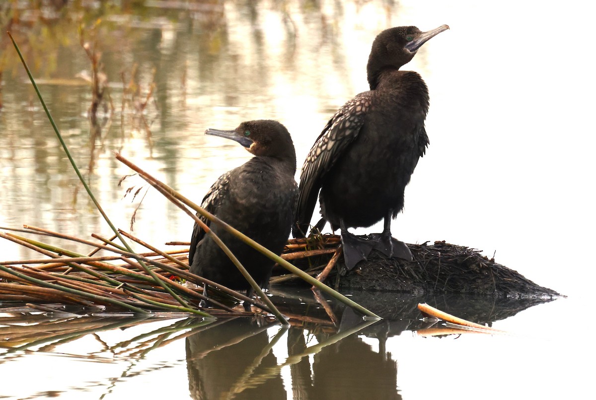 Little Black Cormorant - ML620510604