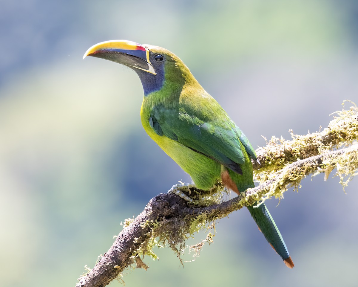 Northern Emerald-Toucanet - ML620510605