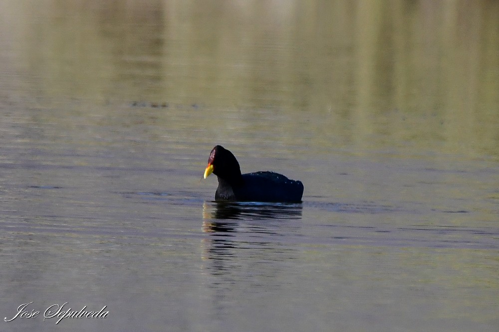 Foulque à front rouge - ML620510606