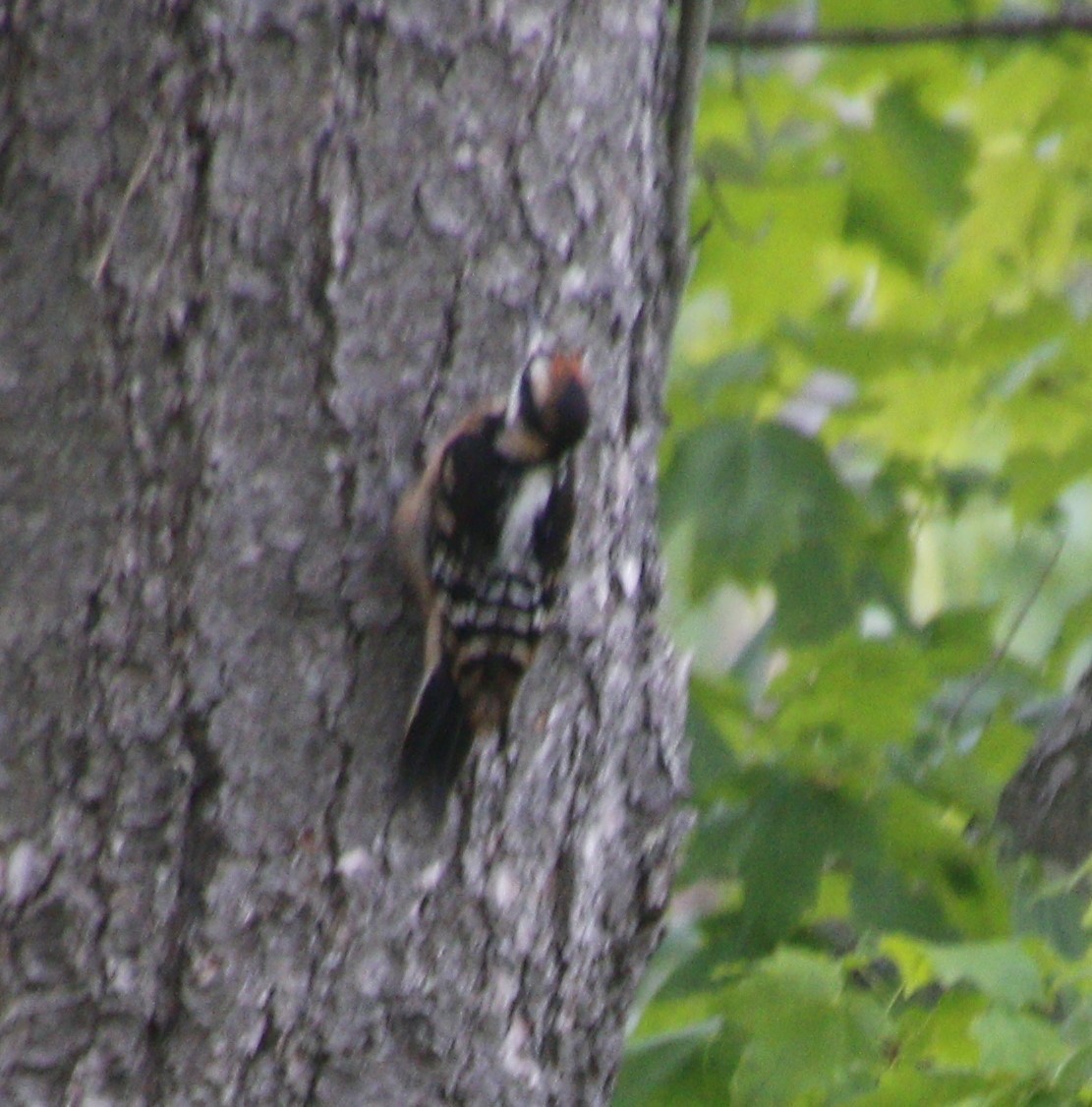 Hairy Woodpecker - ML620510607