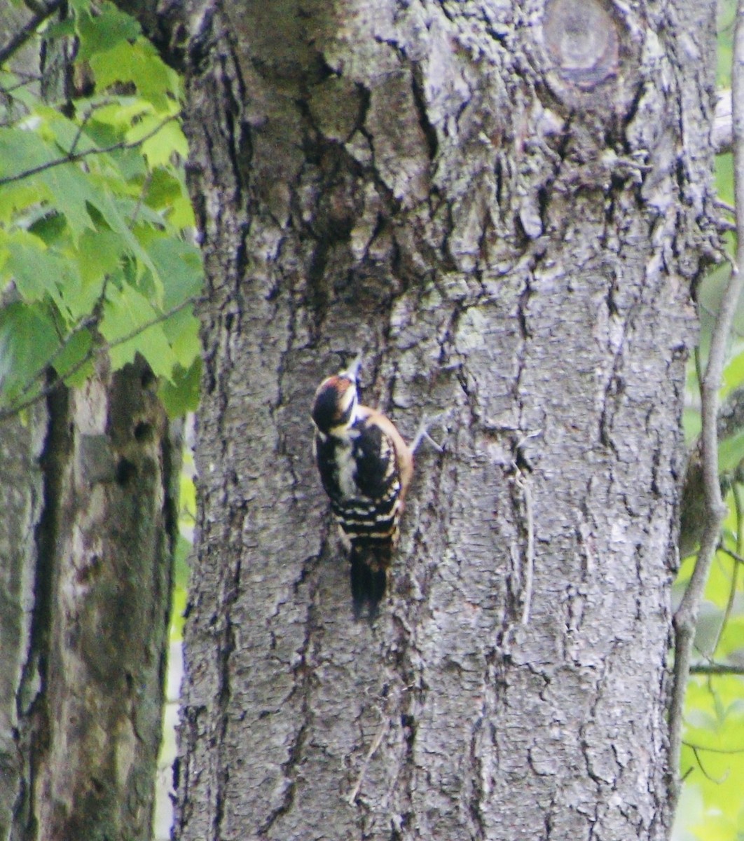 Hairy Woodpecker - ML620510608