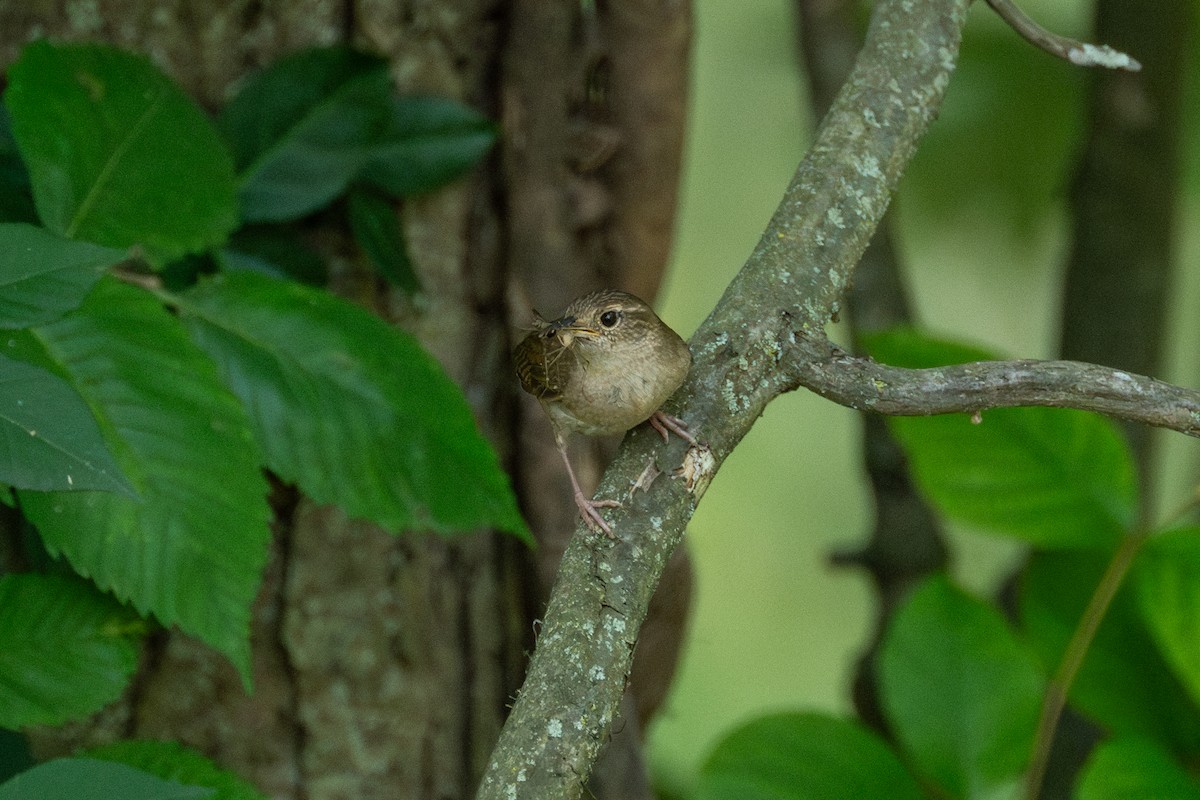 Northern House Wren - ML620510614