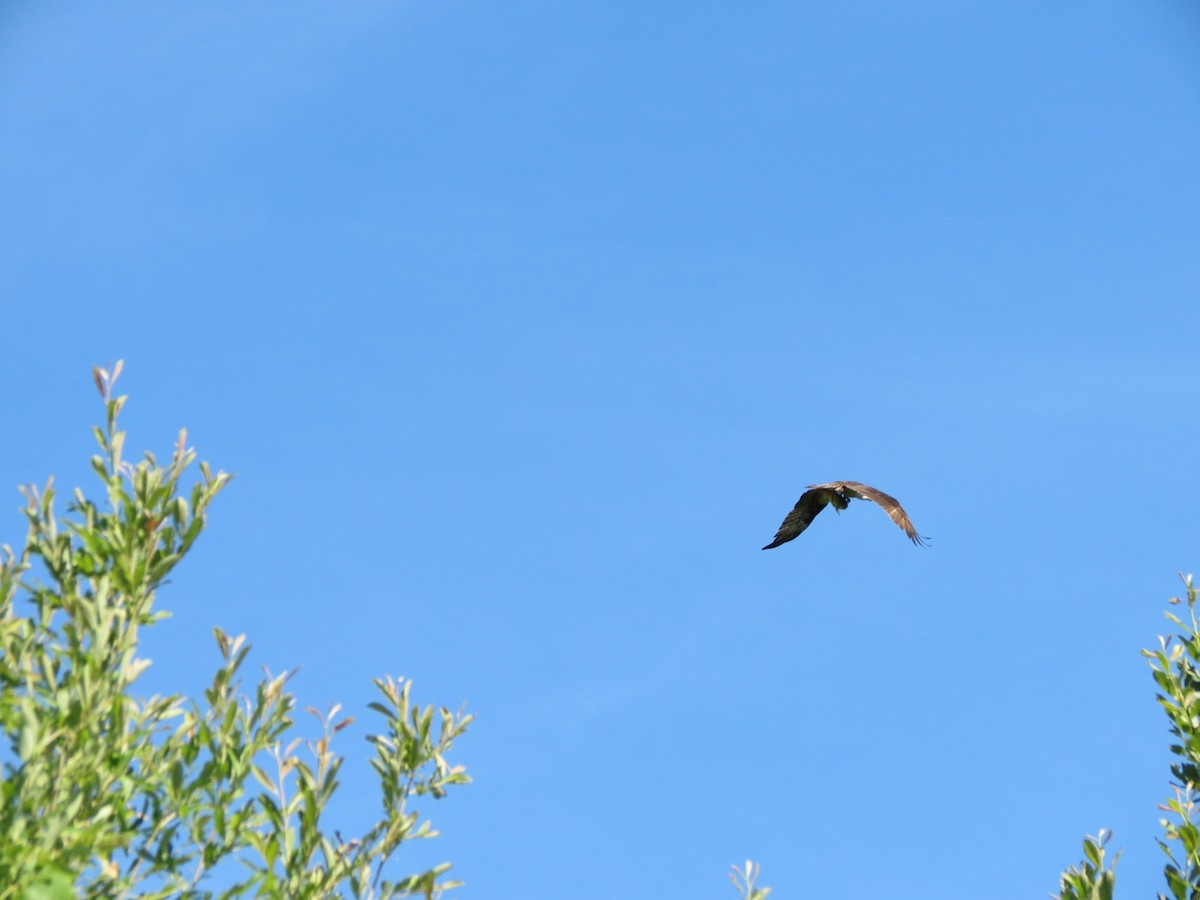 Águila Pescadora - ML620510637