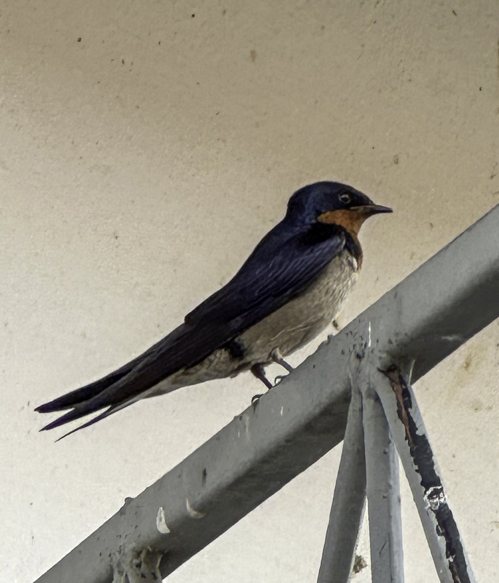 Angola Swallow - ML620510638