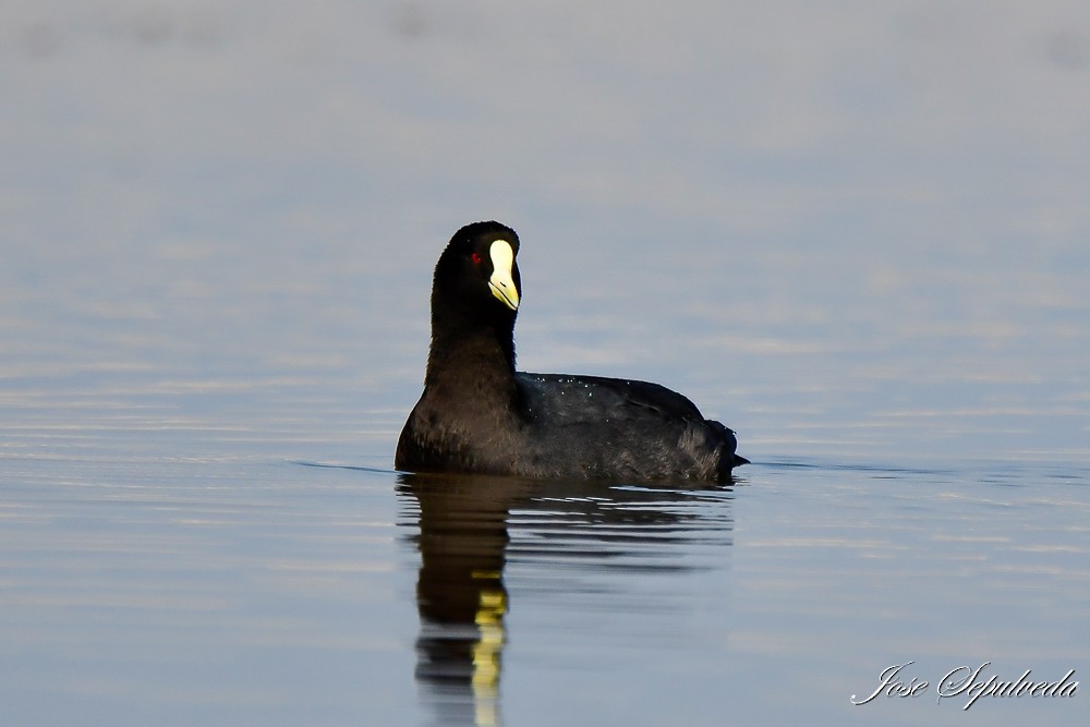 White-winged Coot - ML620510640
