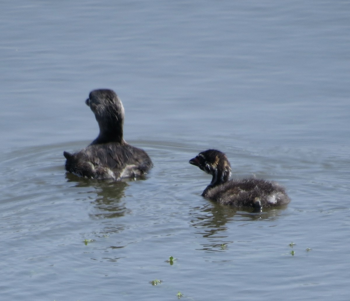 Pied-billed Grebe - ML620510646