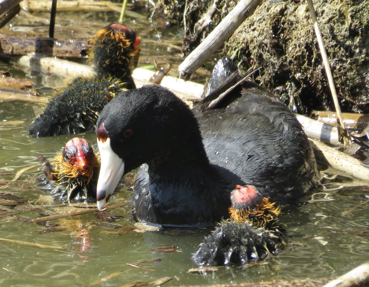 American Coot - ML620510648