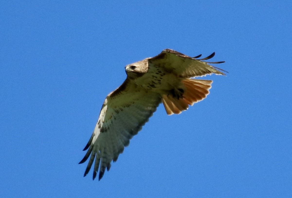 Red-tailed Hawk (borealis) - Kelly Krechmer