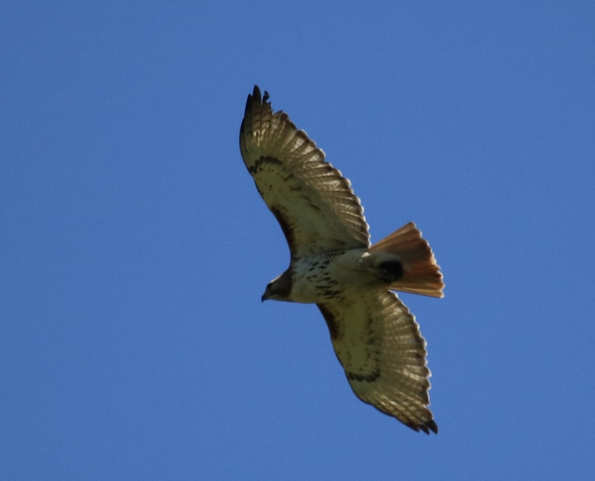 Red-tailed Hawk (borealis) - ML620510654