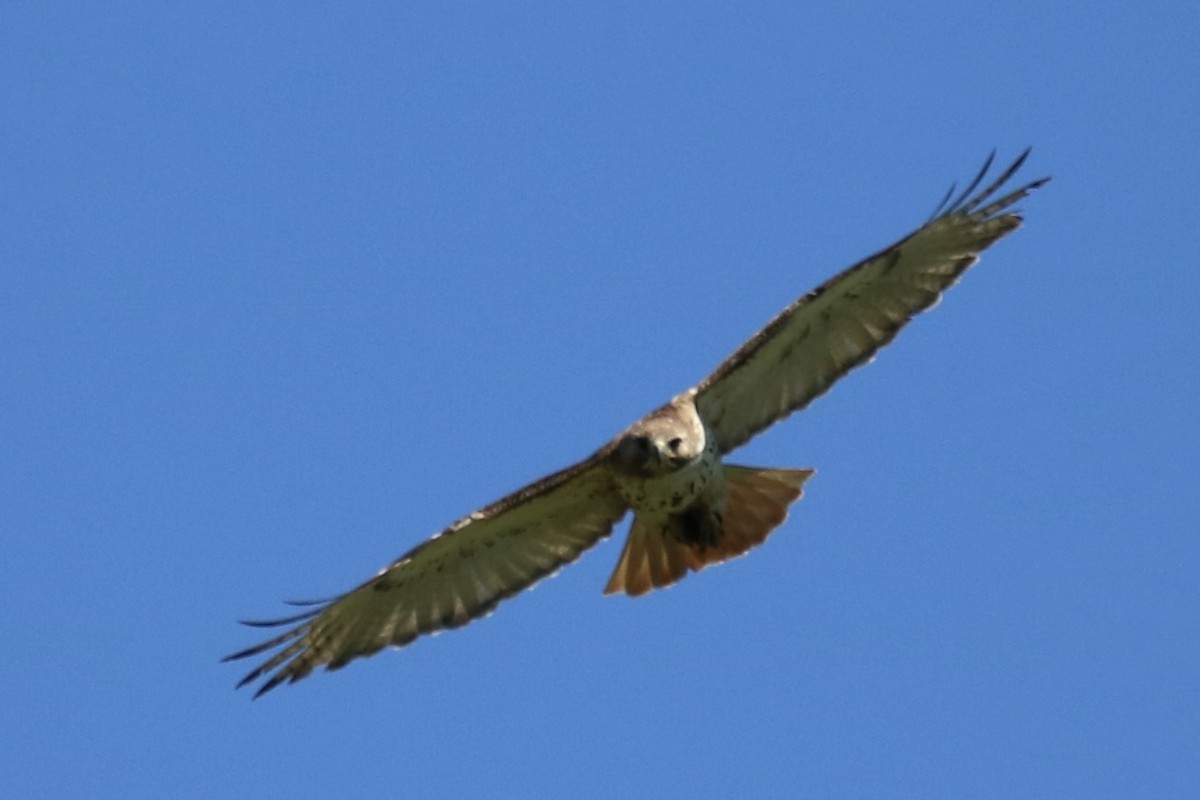 Red-tailed Hawk (borealis) - ML620510655
