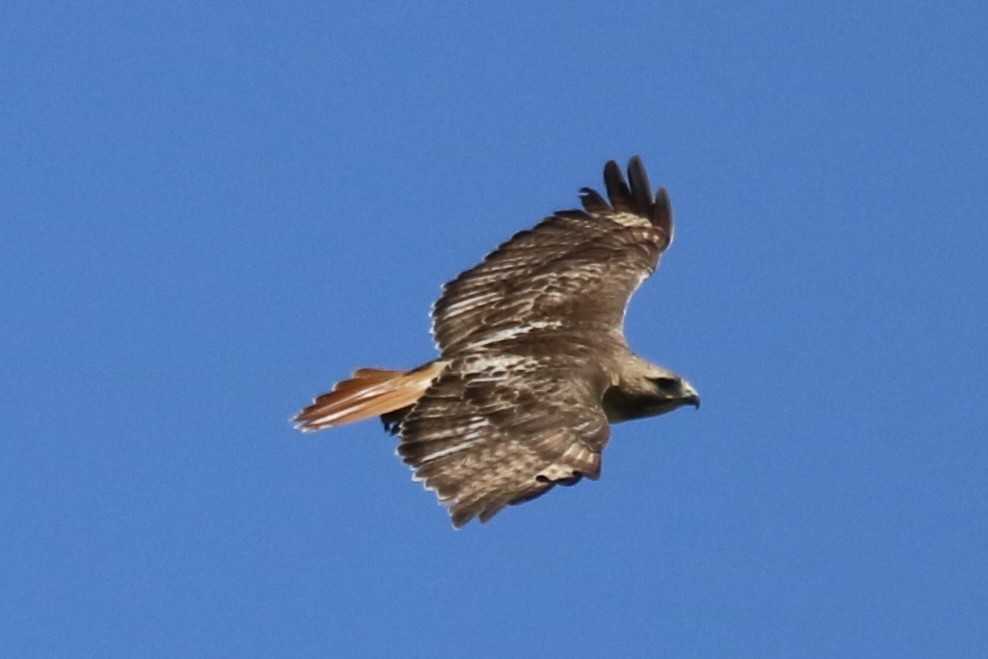 Red-tailed Hawk (borealis) - ML620510656