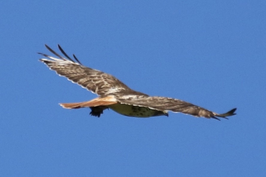 Red-tailed Hawk (borealis) - ML620510657