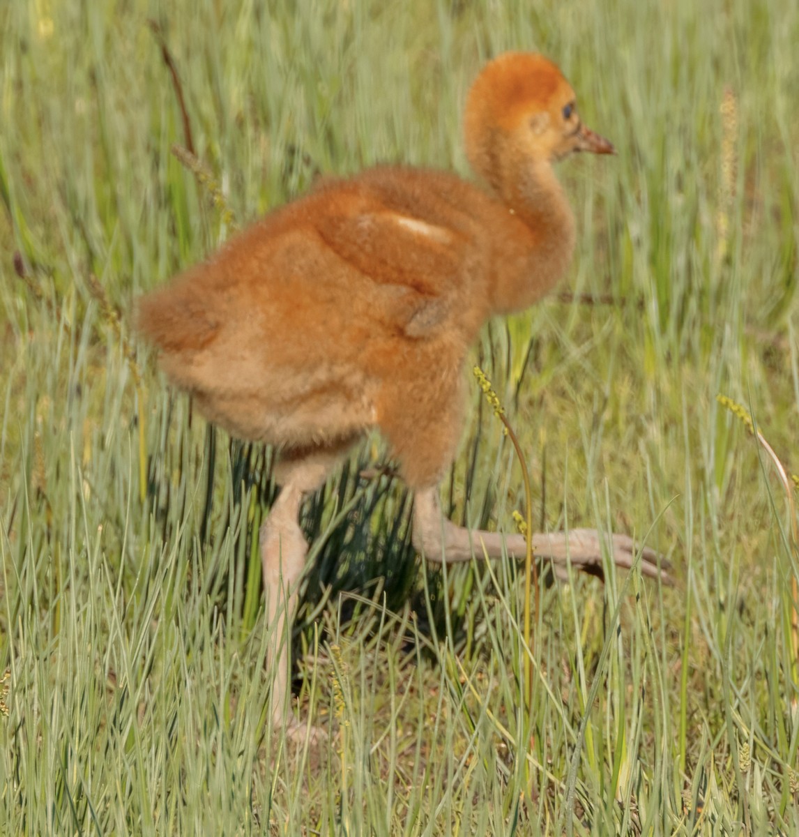 Sandhill Crane - ML620510659