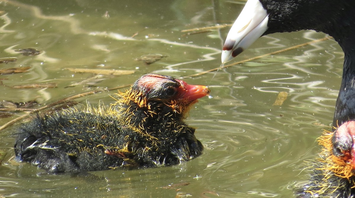 American Coot - ML620510661