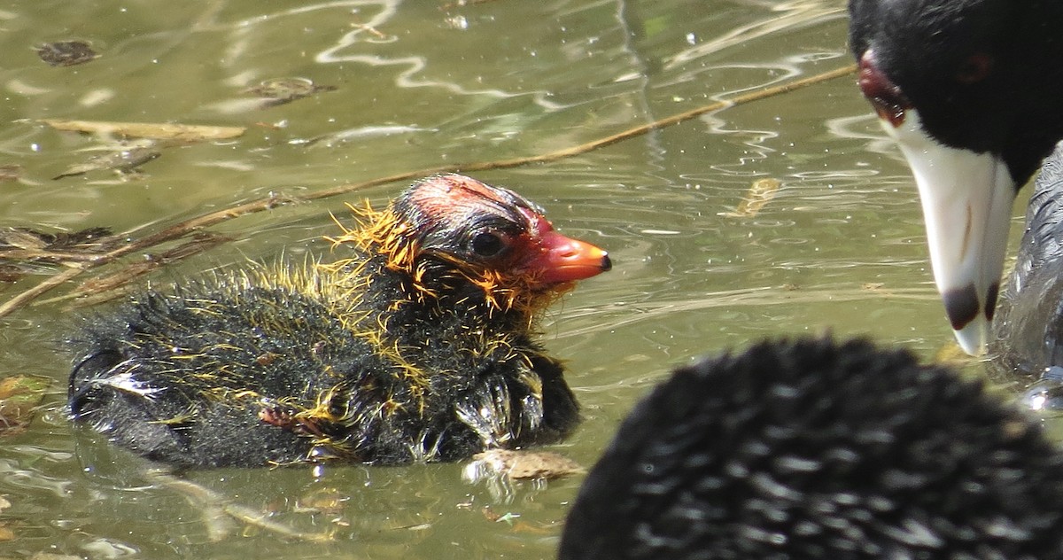 American Coot - ML620510663