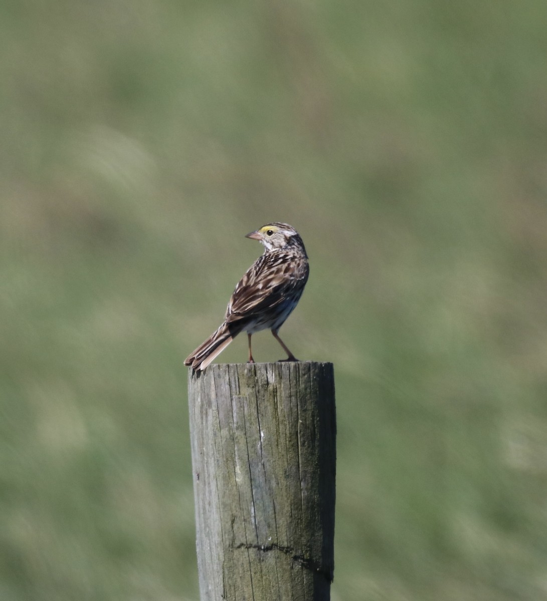 Savannah Sparrow (Savannah) - ML620510664