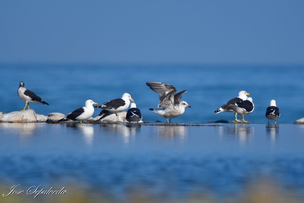 Kelp Gull - ML620510665