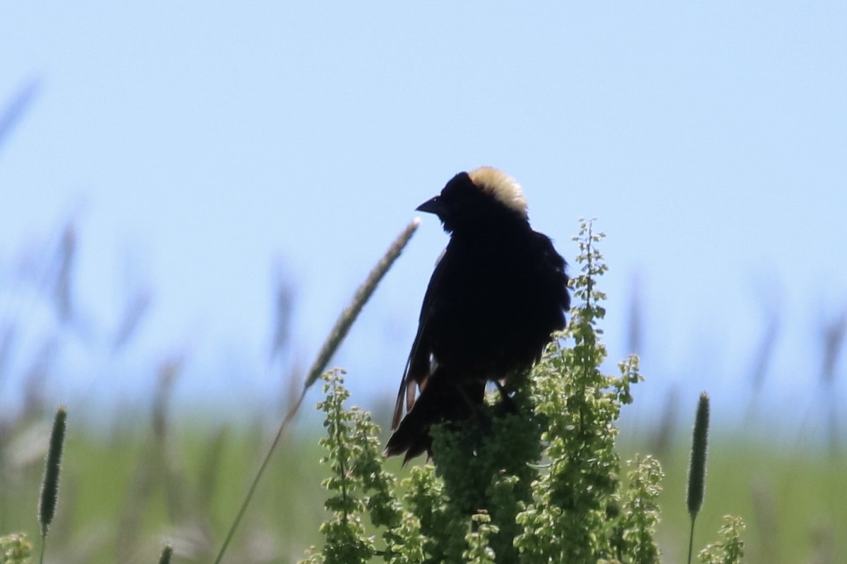 Bobolink - ML620510667