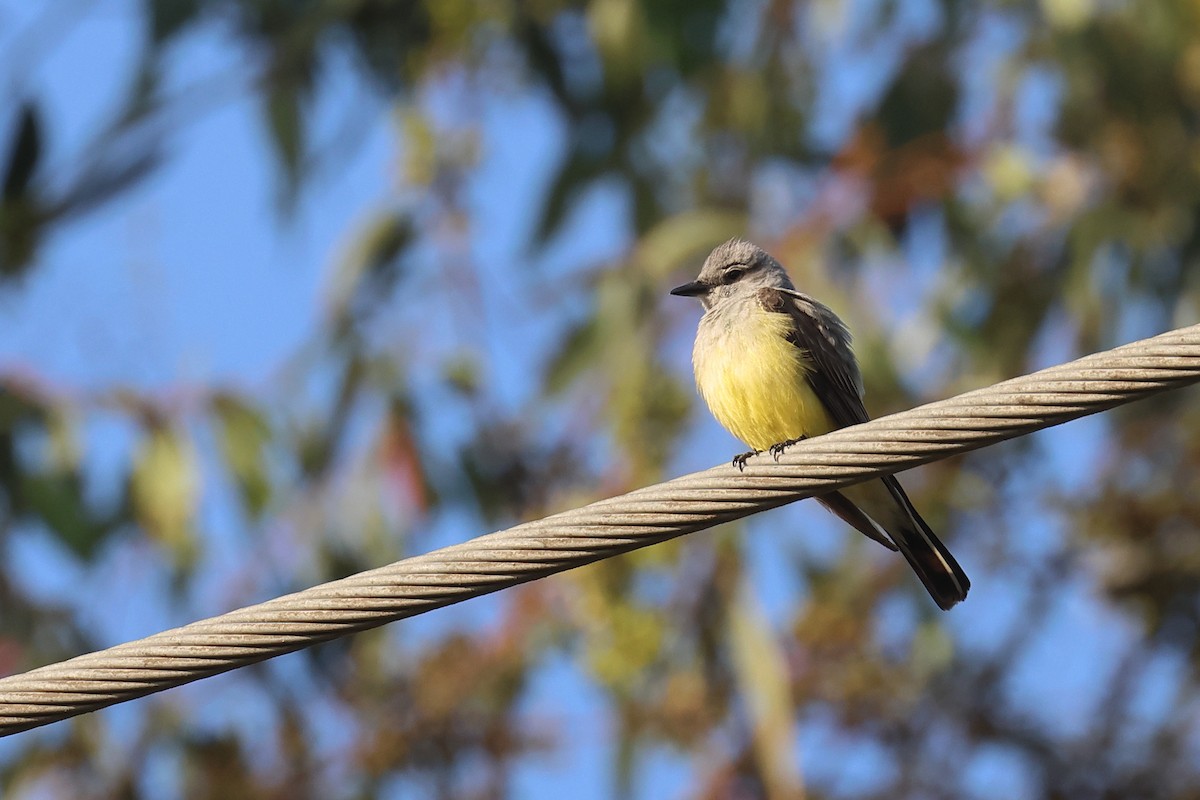 Western Kingbird - ML620510670