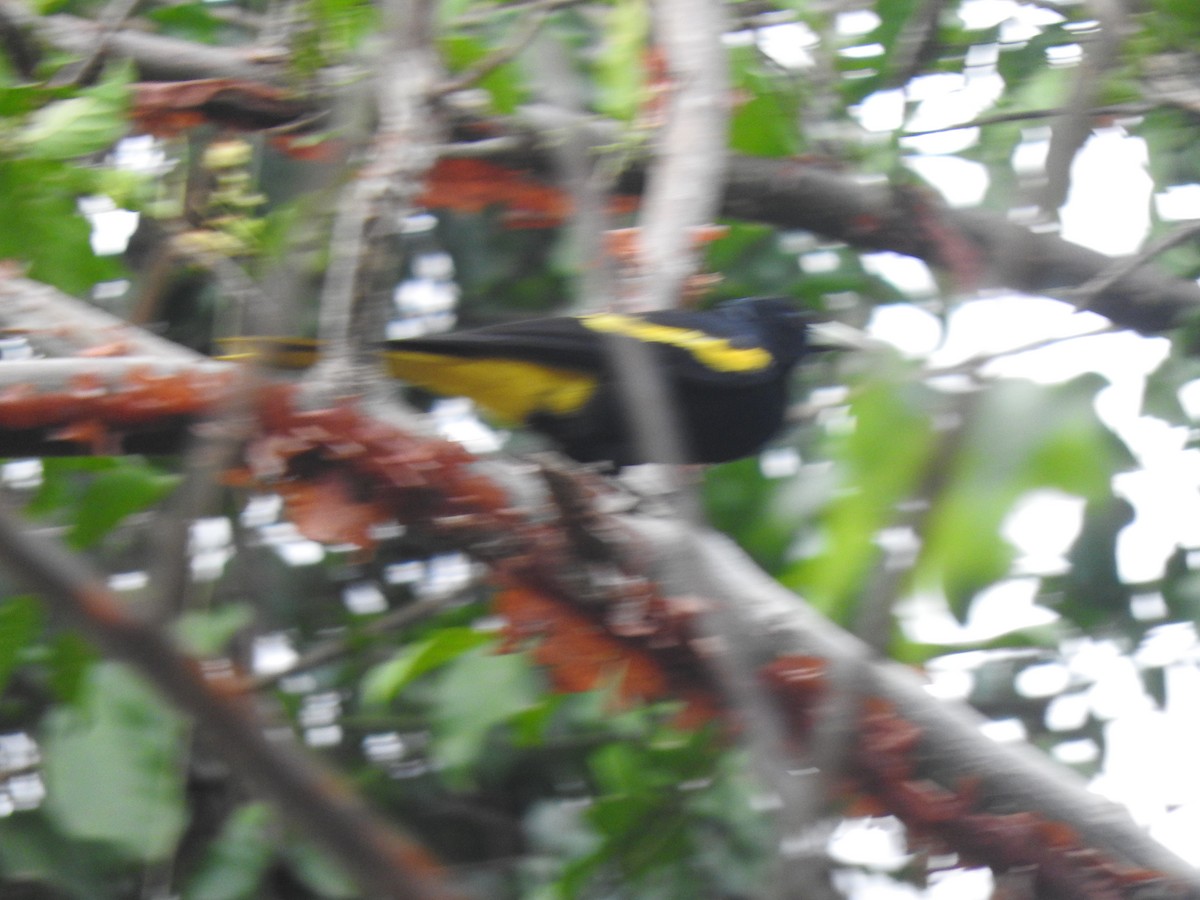 Yellow-winged Cacique - ML620510671
