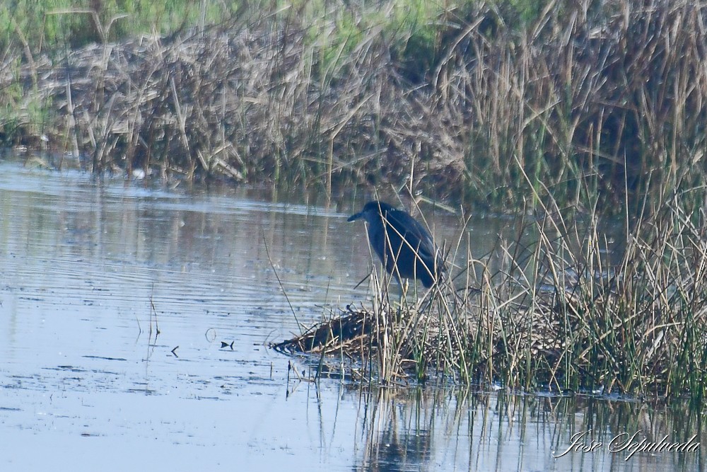 Black-crowned Night Heron - ML620510672