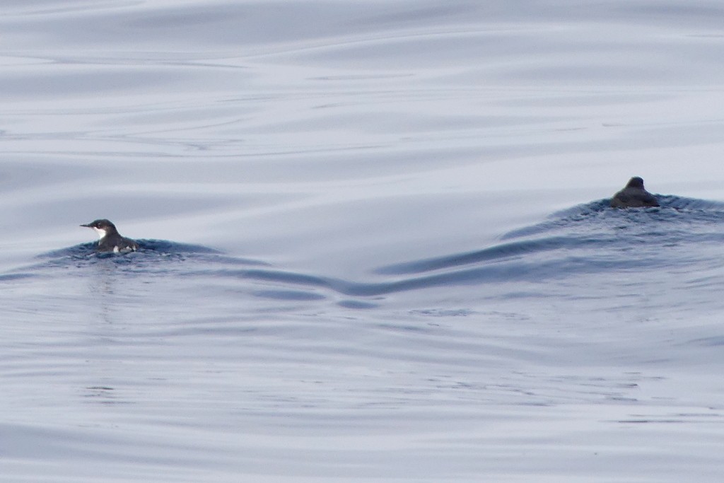 Craveri's Murrelet - ML620510686