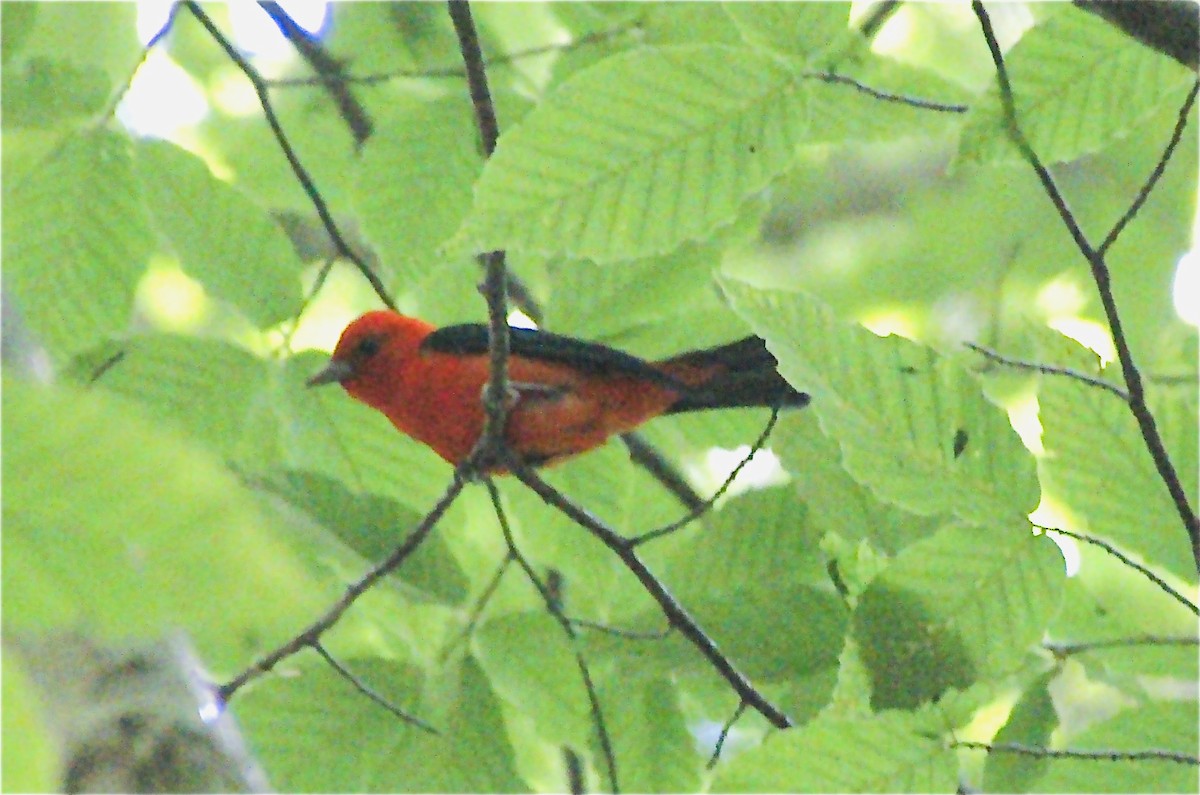 Scarlet Tanager - ML620510689