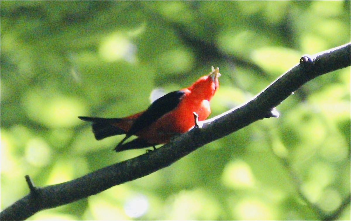 Scarlet Tanager - ML620510690