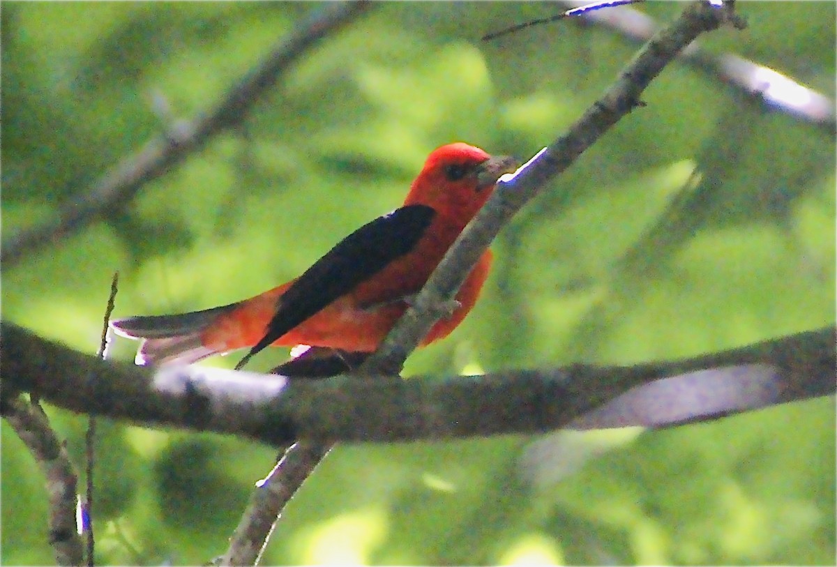 Scarlet Tanager - Stephanie Nyhof