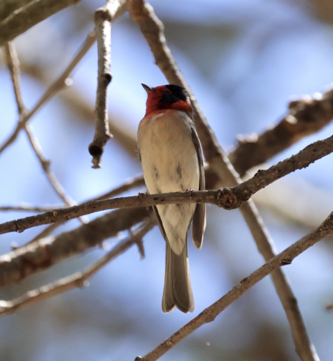 Red-faced Warbler - ML620510693