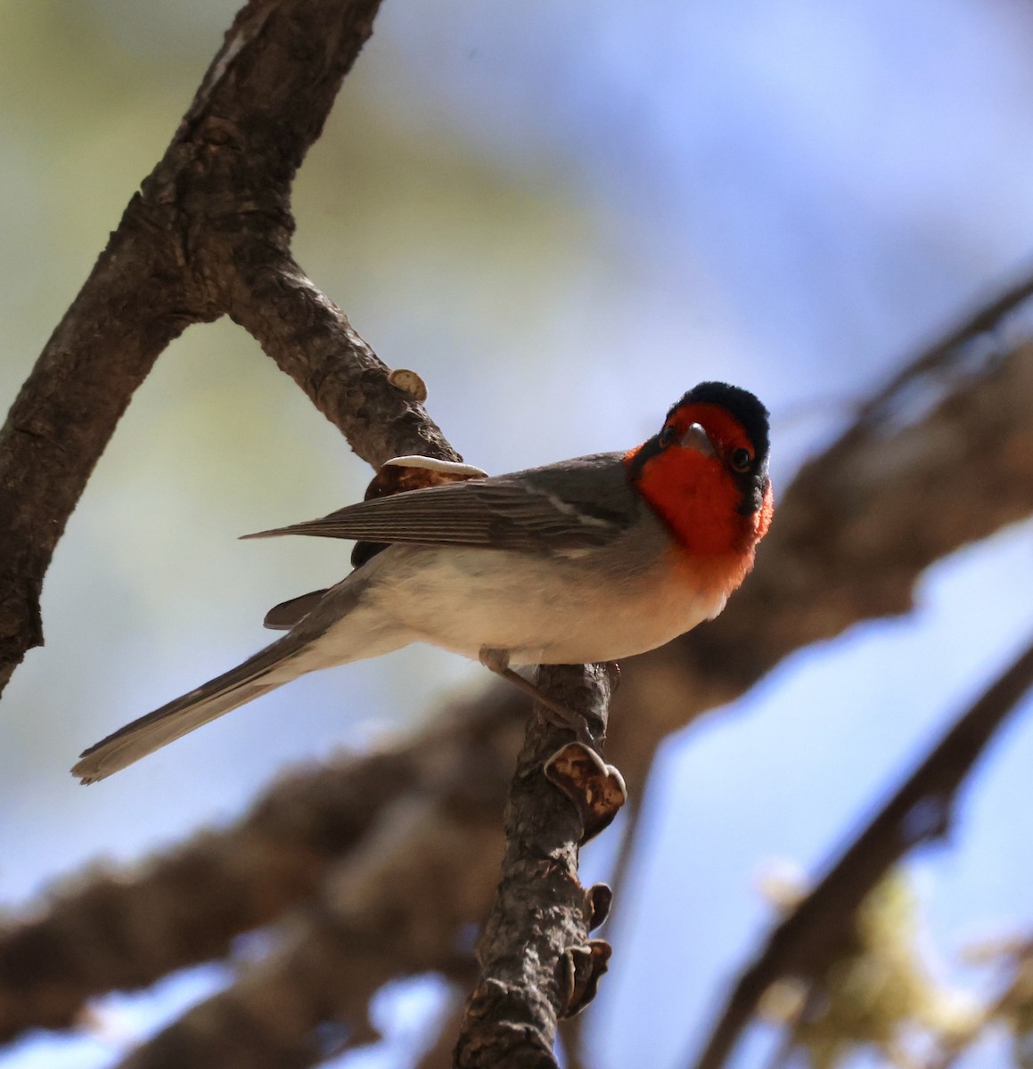 Red-faced Warbler - ML620510694