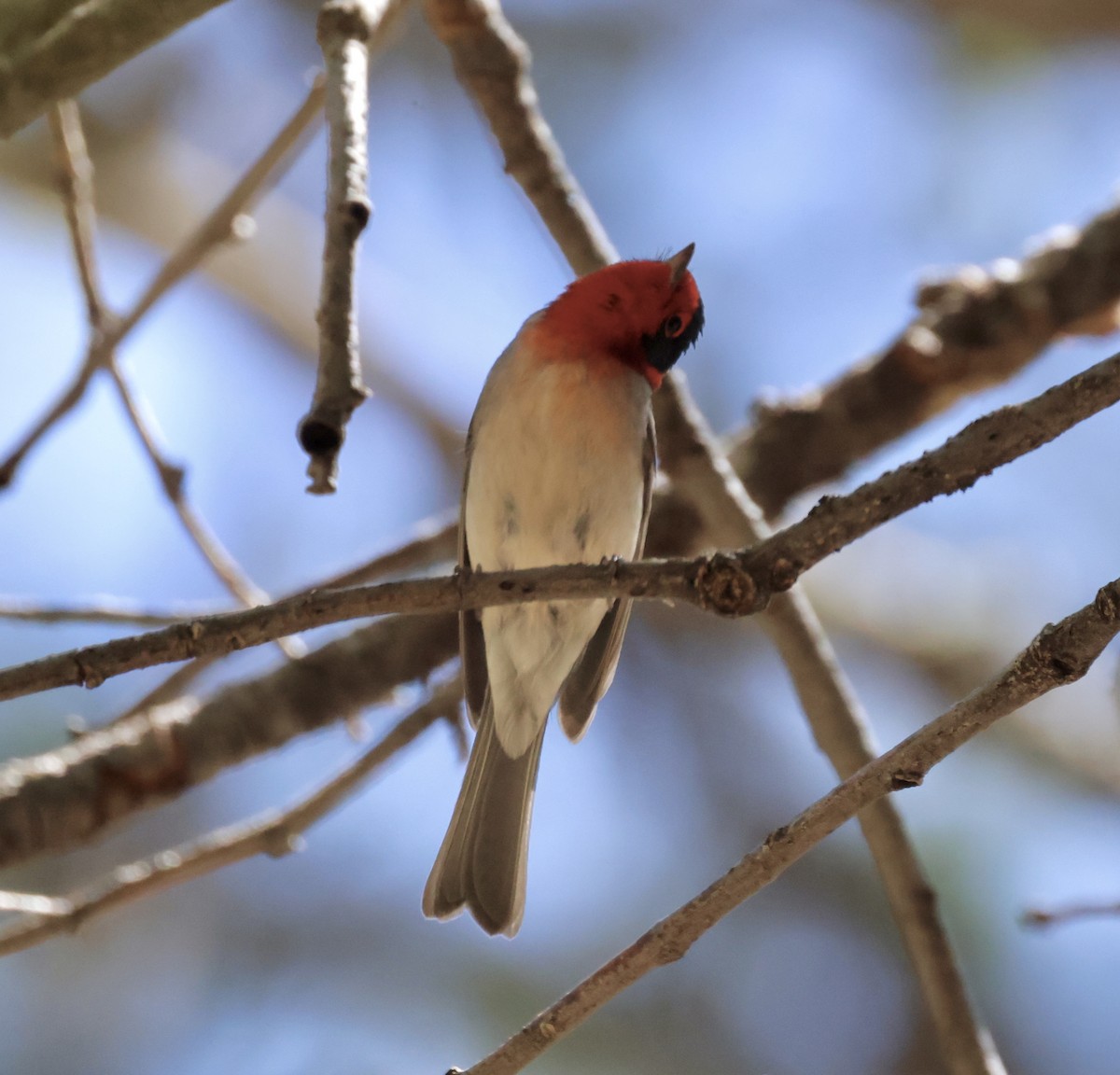 Red-faced Warbler - ML620510695