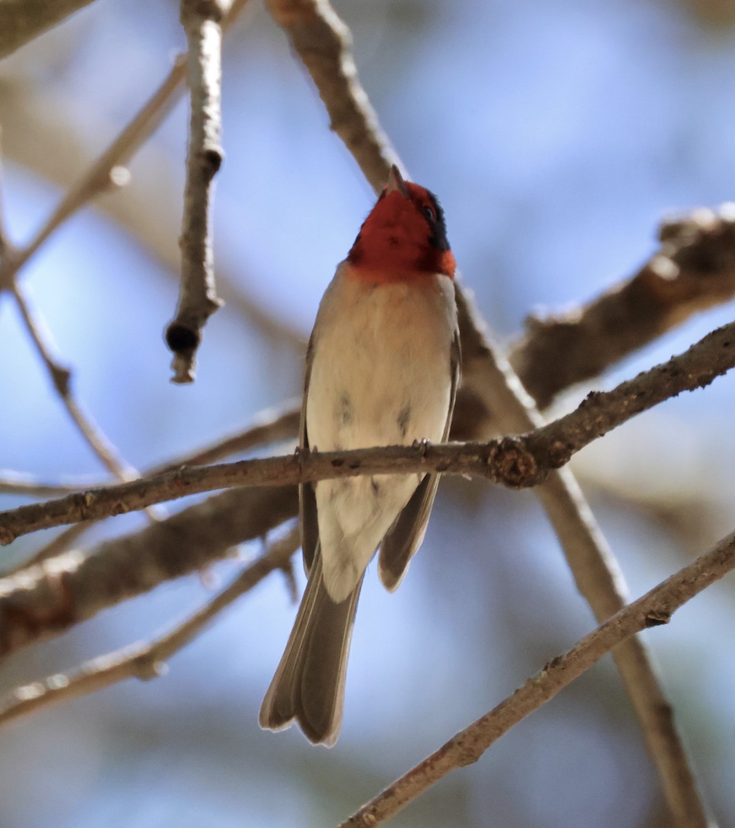 Red-faced Warbler - ML620510698