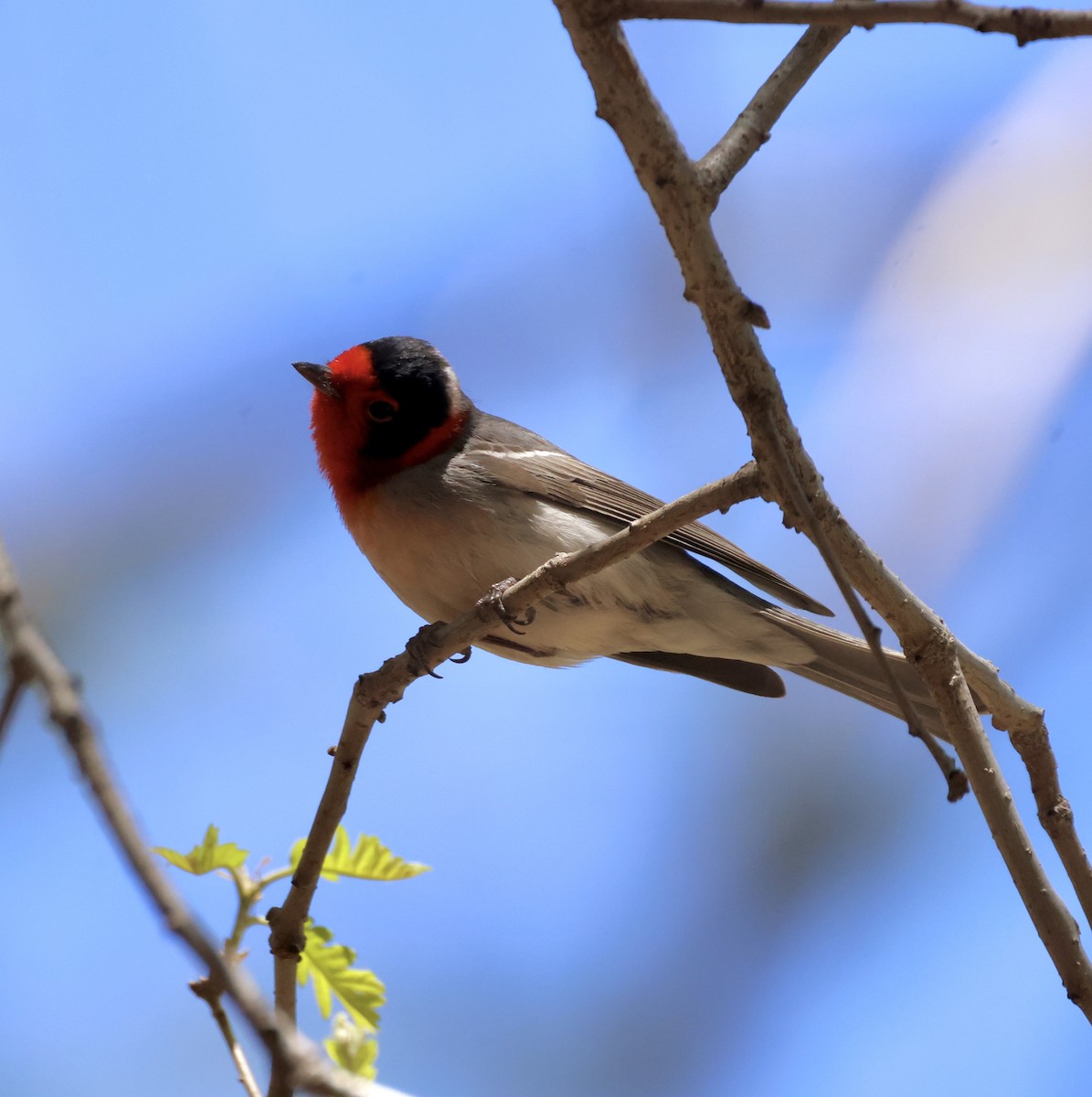 Red-faced Warbler - ML620510699