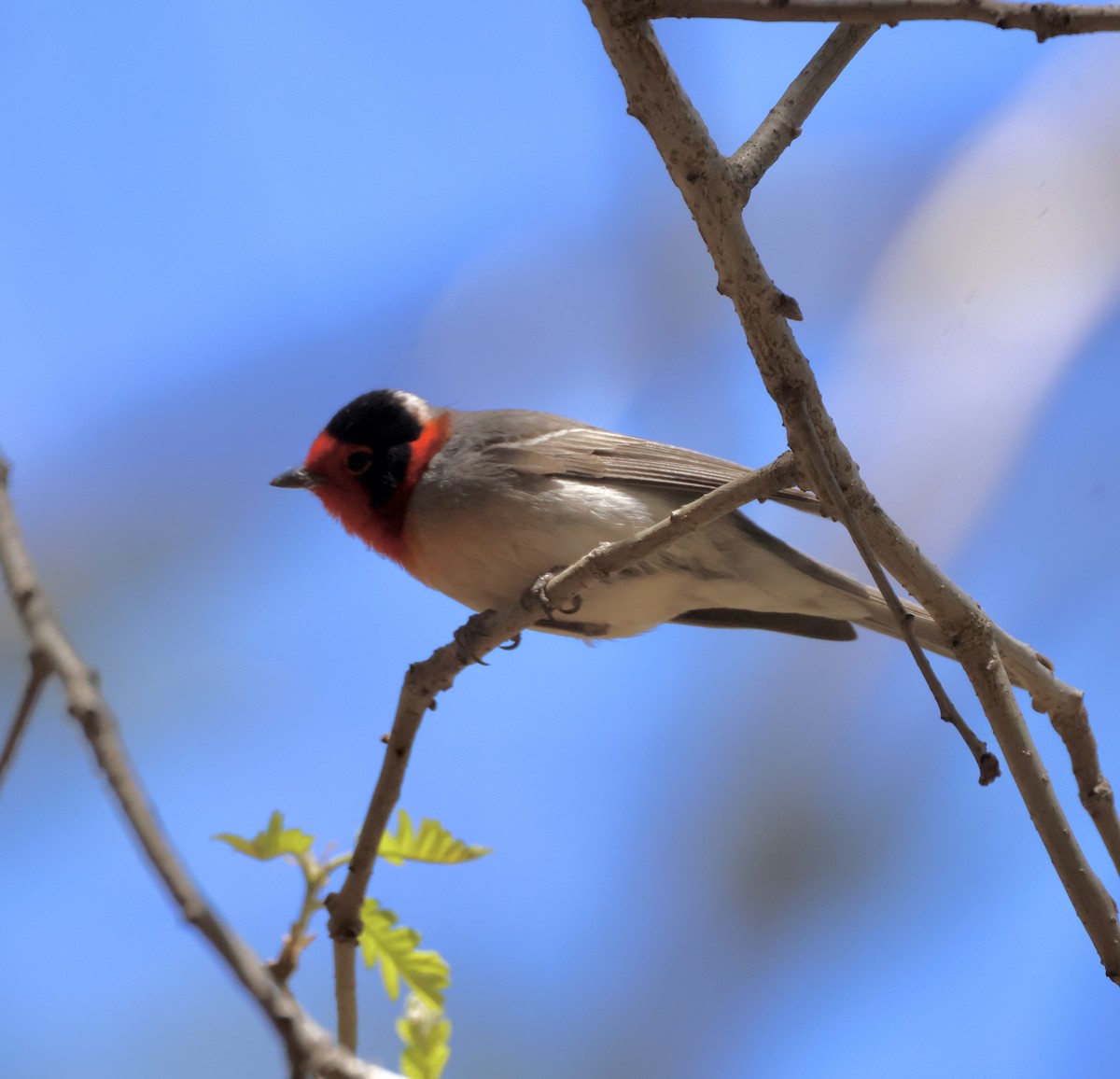 Red-faced Warbler - ML620510700