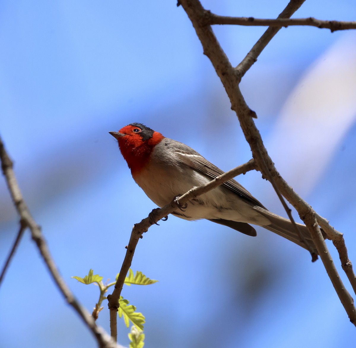 Red-faced Warbler - ML620510701