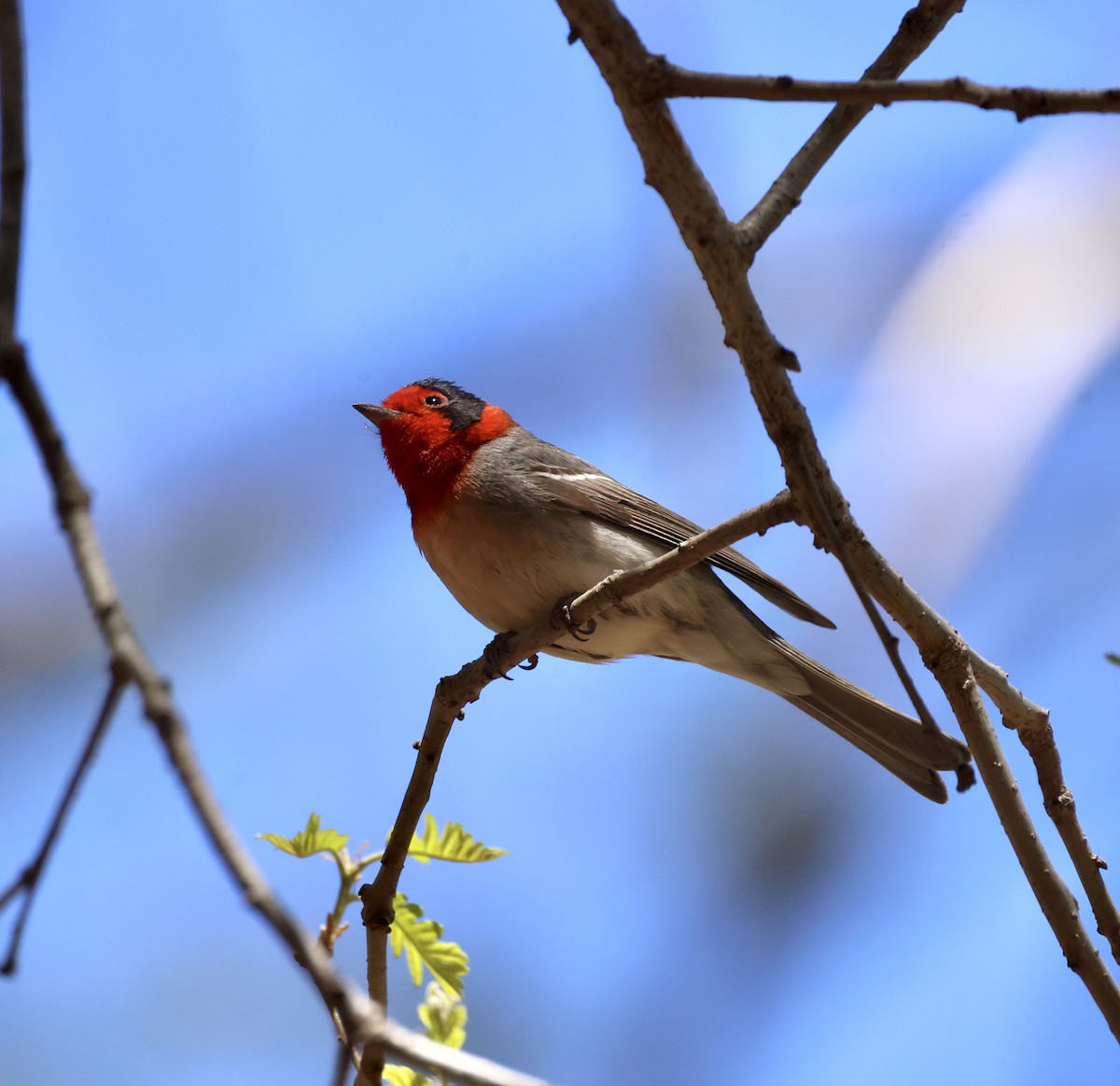 Red-faced Warbler - ML620510703