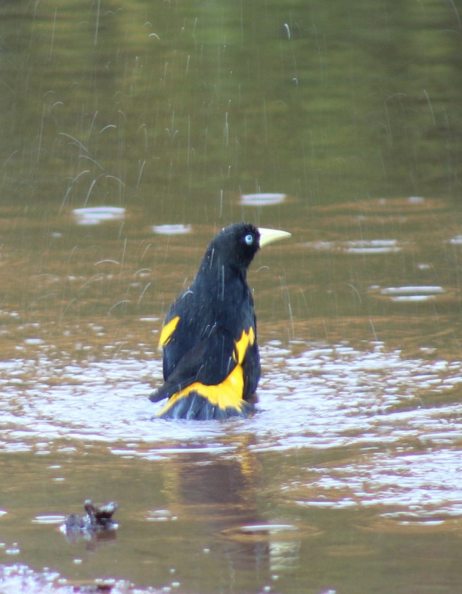 Yellow-rumped Cacique - ML620510704