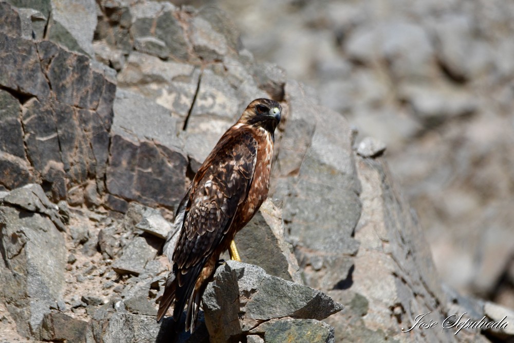 Variable Hawk - José Sepúlveda