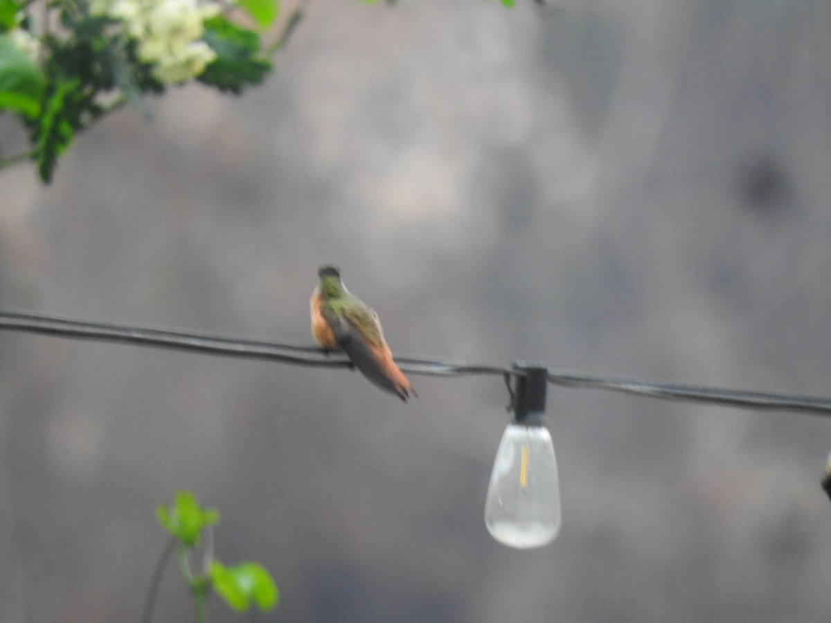 kolibřík ryšavý - ML620510708