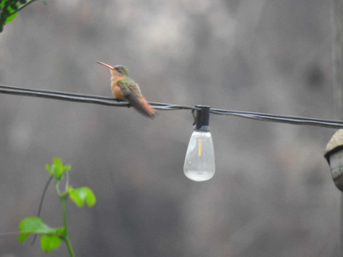 Cinnamon Hummingbird - ML620510709