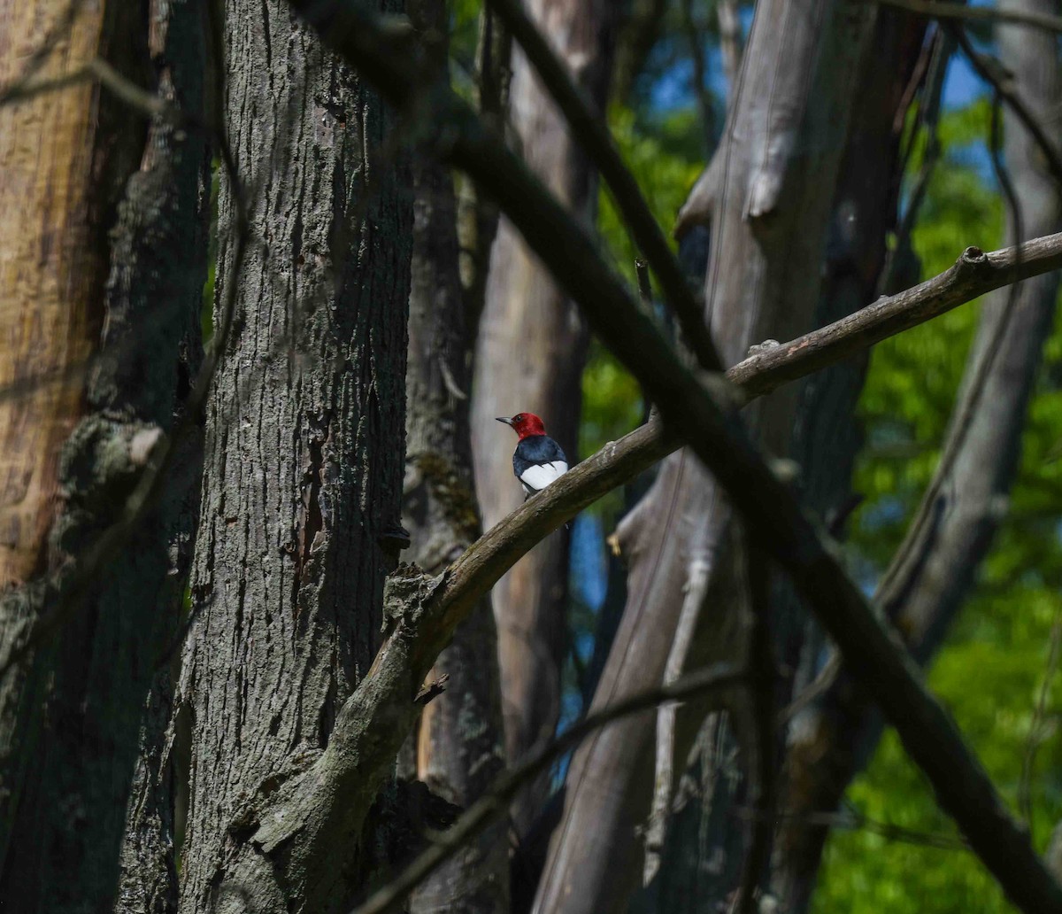 Pic à tête rouge - ML620510711