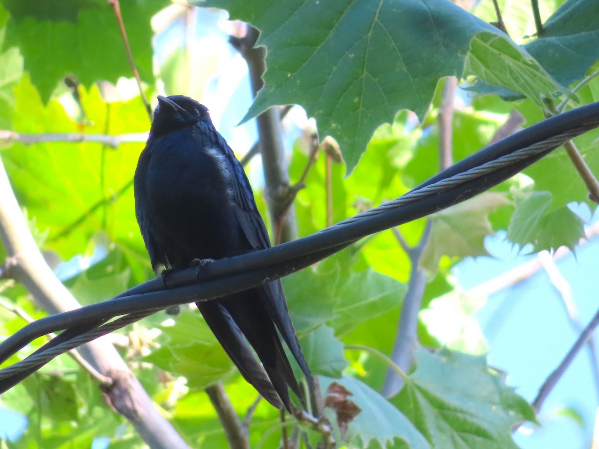 Purple Martin - ML620510712