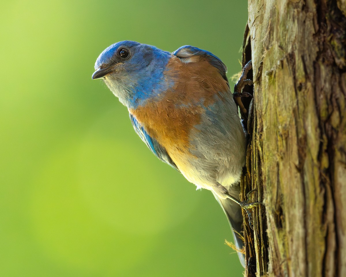 Western Bluebird - ML620510715